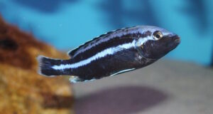 Melanochromis loriae 'Linganjala Reef' Galerie Melanochromis loriae